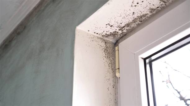 Best Emergency Mold Remediation in Meadowbrook, VA