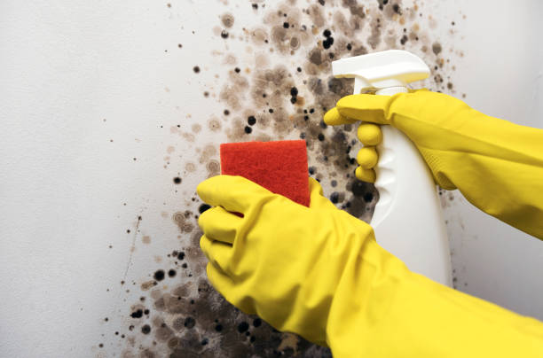 Best White Mold Remediation in Meadowbrook, VA