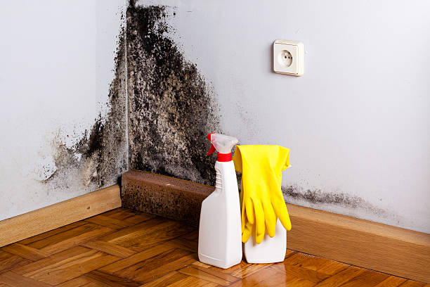 Best HVAC Mold Remediation in Meadowbrook, VA