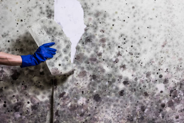 Best Post-Flood Mold Remediation in Meadowbrook, VA